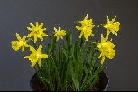 Narcissus 'Bowles Early Sulphur'